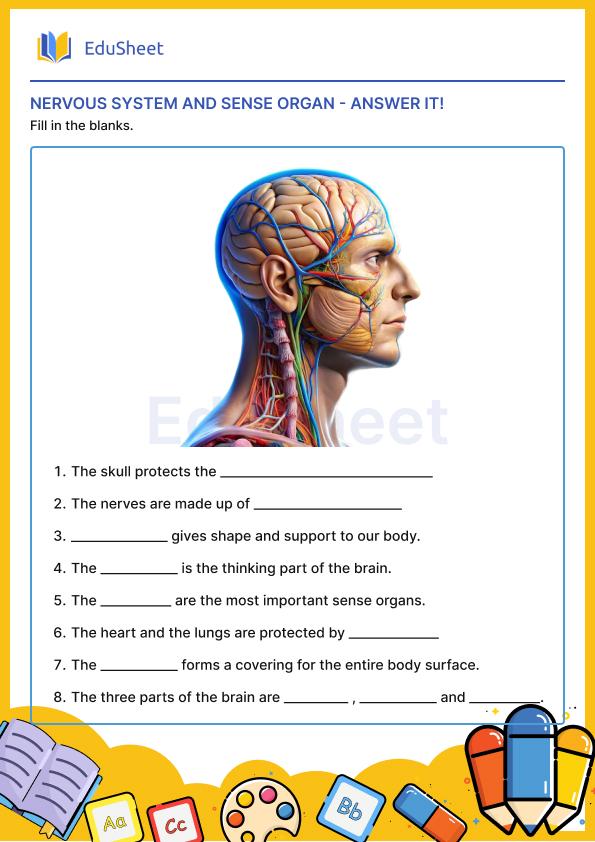 Nervous system and sense organs