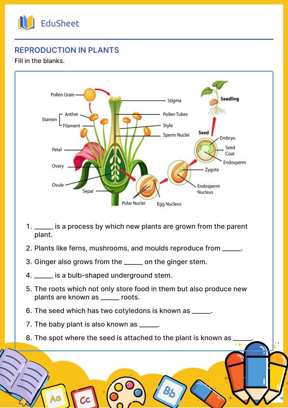 Reproduction in Plants